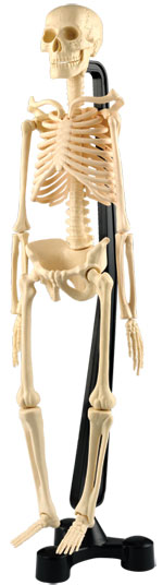 人体解剖模型　46㎝骨格模型 - ウインドウを閉じる