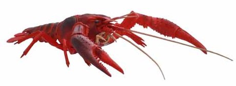 いきもの編 アメリカザリガニ（レッド）
