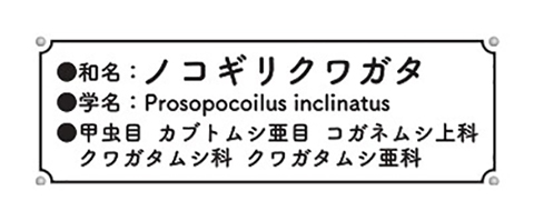 自由研究22 いきもの編 クワガタムシ