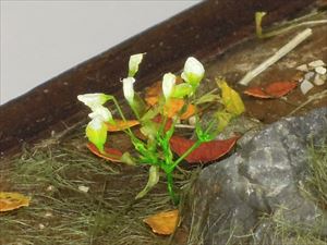 白い小さな花セット(ポリエステル) - ウインドウを閉じる